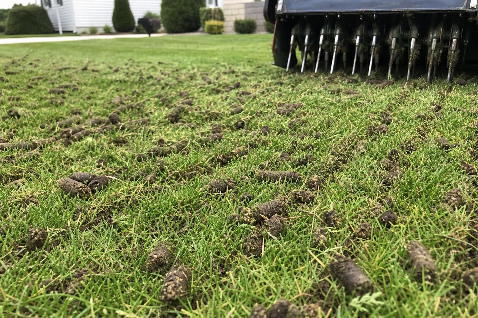 Close-up of a green lawn just after core aeration